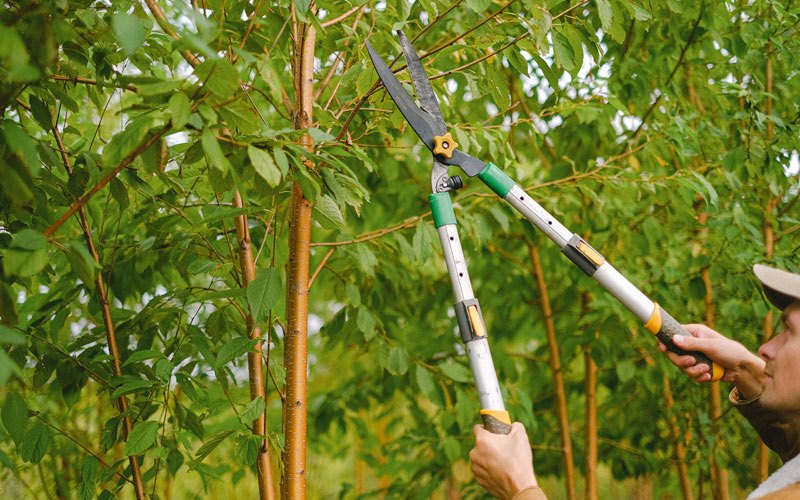 Tree trimming in Manson, IA